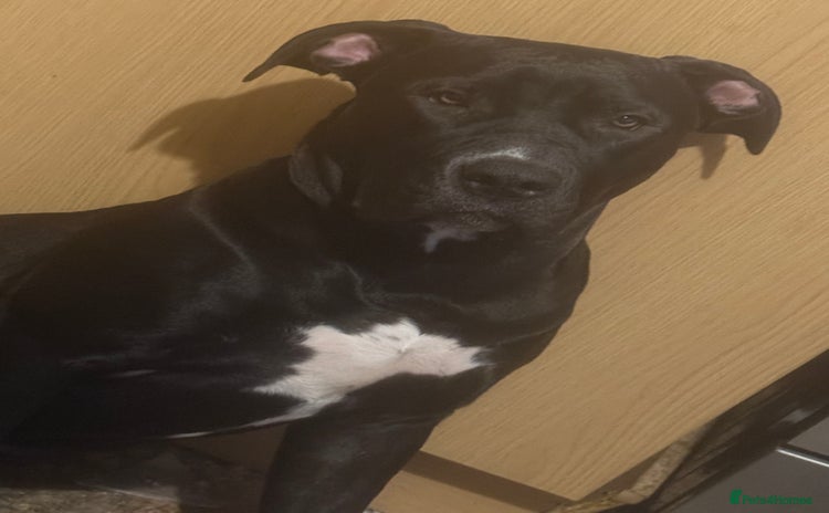 Mixed Breed dogs BullPresa - Advert 1