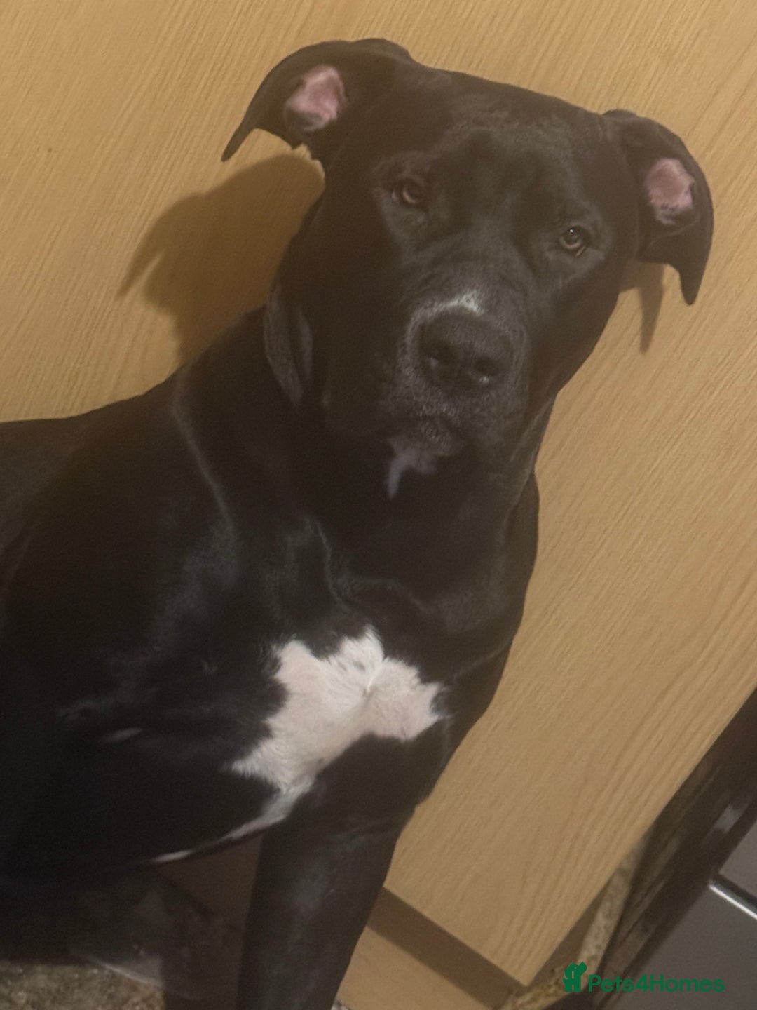 Mixed Breed dogs for sale: BullPresa - Advert 1