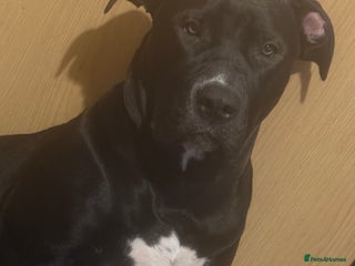 Mixed Breed dogs BullPresa - Advert 1