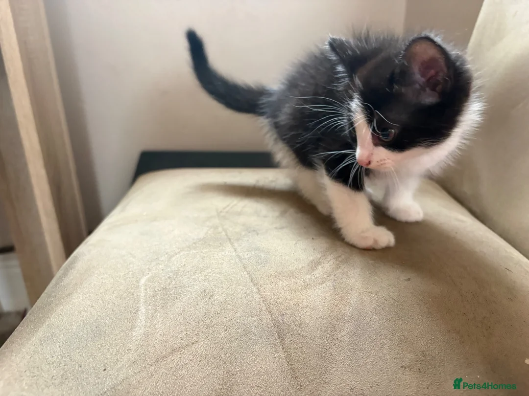 Mixed Breed cats for sale: Kittens for sale in Glossop - Advert 2