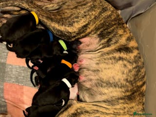 Mixed Breed dogs Bull Greyhound - Advert 13