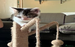 British Shorthair cats for sale: British blue short hair x ragdoll kittens - Image 2