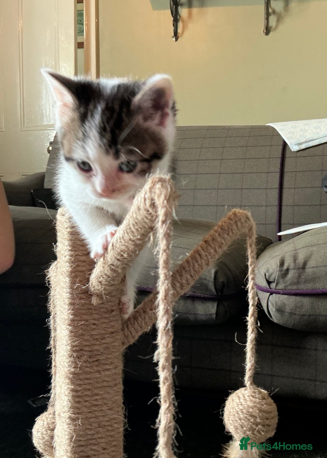 British Shorthair cats for sale: British blue short hair x ragdoll kittens - Image 2