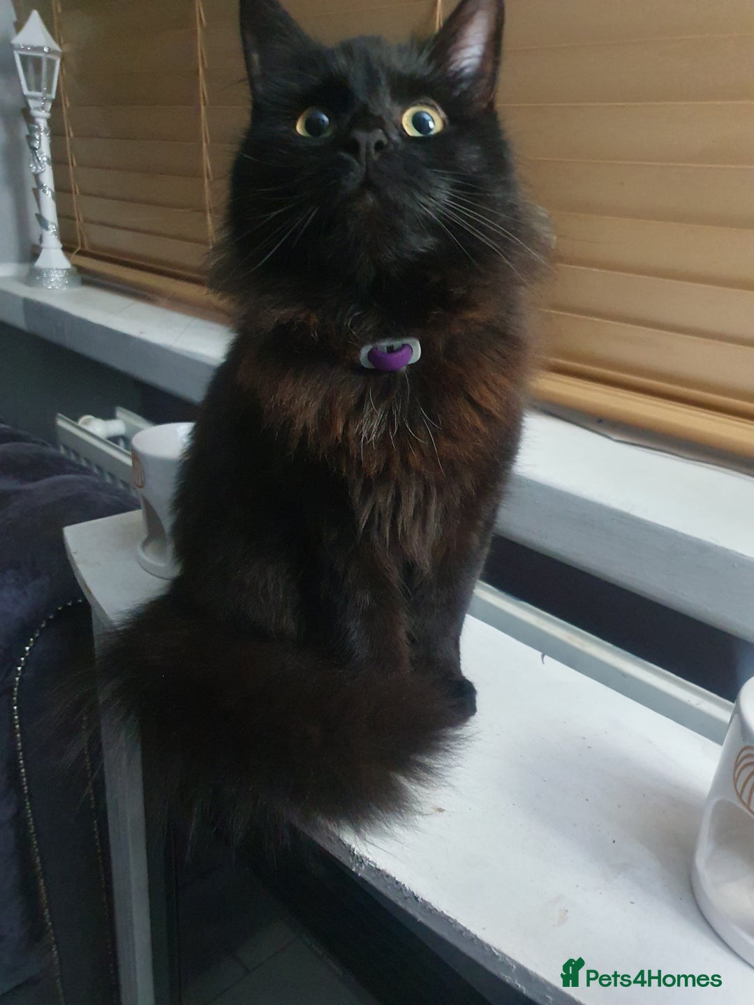 Mixed Breed cats for sale: Beautiful black cat 1 year old read description 🙏 - Advert 9