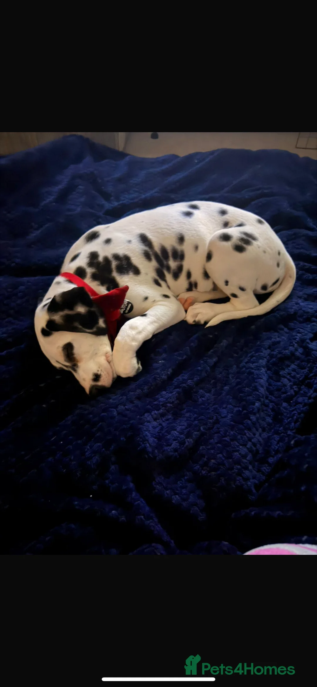 Dalmatian dogs for sale: Dalmatians BOY Left  - Advert 3
