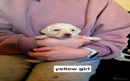 Labrador Retriever dogs for sale: Mr Neil Houston - Image 3