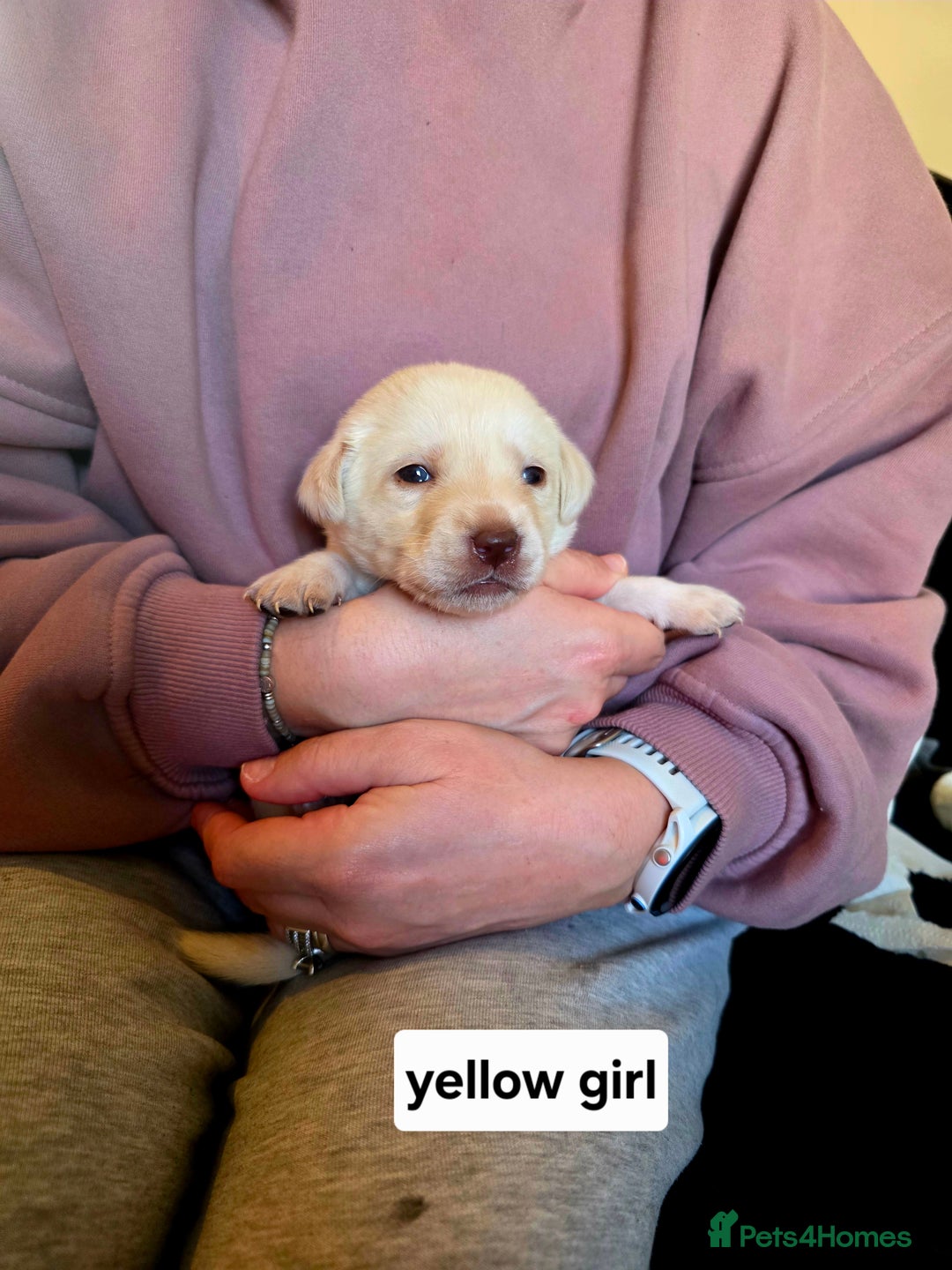 Labrador Retriever dogs for sale: Mr Neil Houston - Image 3