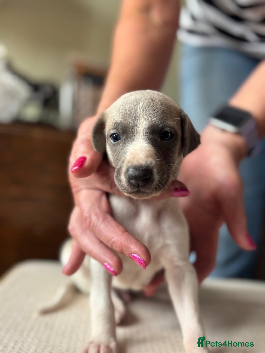 Whippet dogs for sale: Beautiful marked whippet puppies  - Image 5