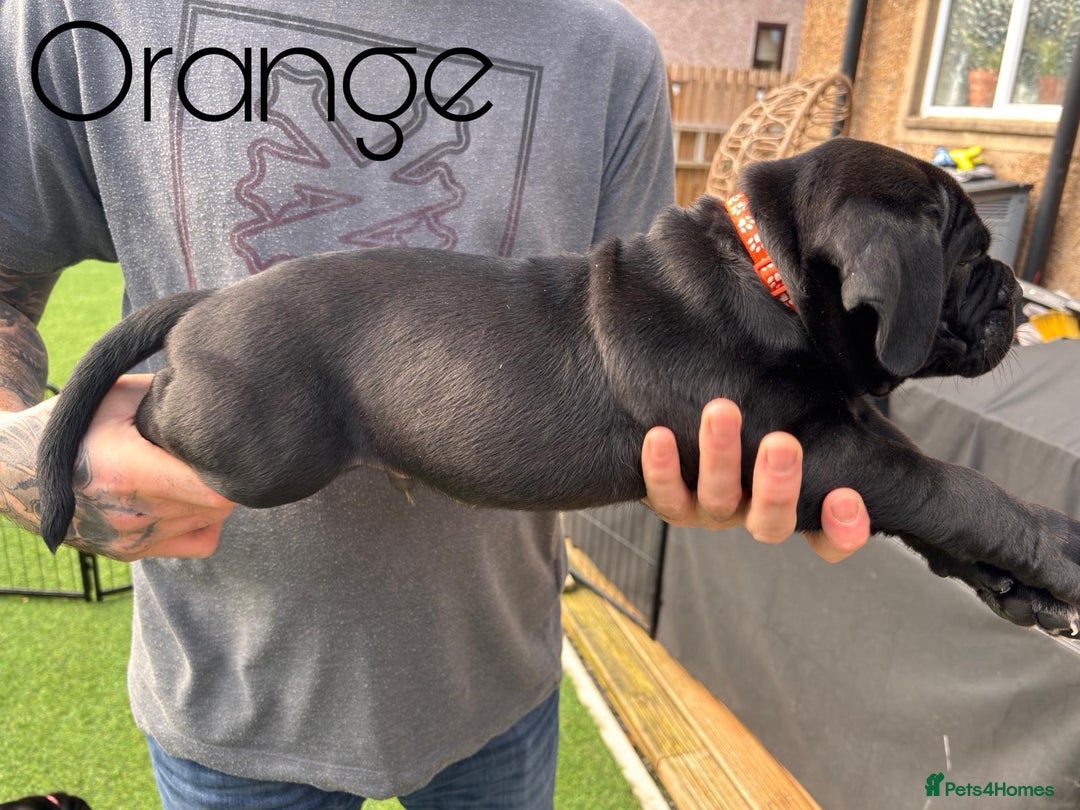 Cane Corso dogs for sale: Cane corso x pups - Image 12