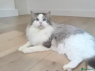 Ragdoll cats GCCF/TICA ACTIVE REGISTERED Championbloodline stud - Advert 10