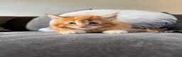 Maine Coon cats for sale: READY TO GO🏡🏡 Gaint mainecoon babies - Advert 23