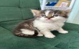 British Longhair cats for sale: Fluffy little angels  - Image 21