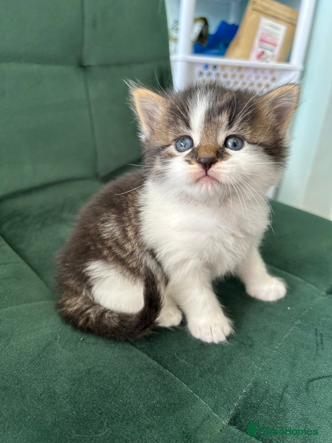 British Longhair cats for sale: Fluffy little angels  - Image 21