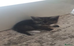 Mixed Breed cats for sale: 5 kittens looking for forever homes. - Image 6