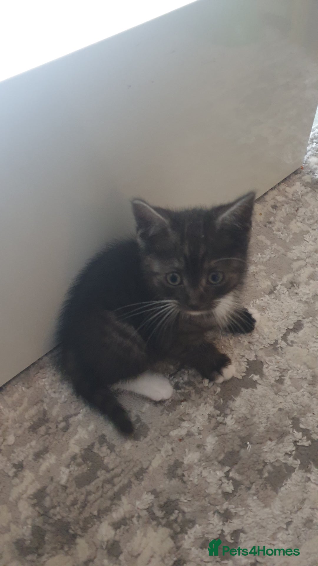 Mixed Breed cats for sale: 5 kittens looking for forever homes. - Image 6
