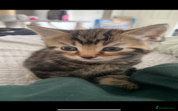 Mixed Breed cats for sale: Gorgeous Bengal tabby/Rusian blu cross mix Kittens - Image 3