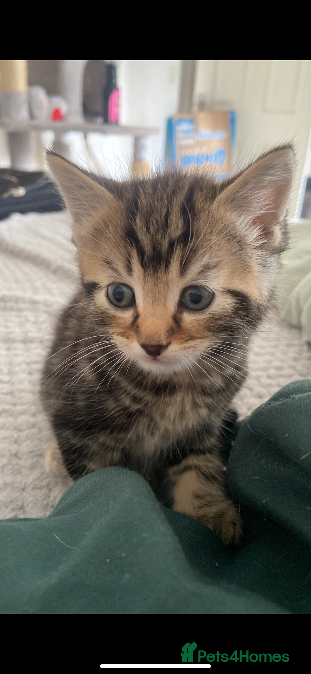 Mixed Breed cats for sale: Gorgeous Bengal tabby/Rusian blu cross mix Kittens - Image 3