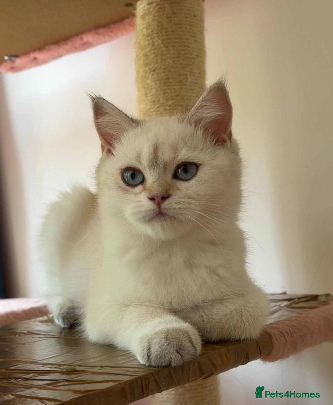 British Shorthair cats VACCINATED Gorgeous white British shorthair kitten - Advert 10