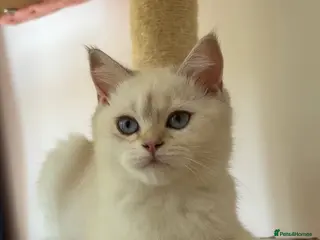 British Shorthair cats VACCINATED Gorgeous white British shorthair kitten - Advert 18