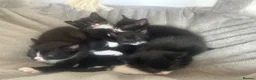 Mixed Breed cats for sale: 5 beautiful mixed black and white kittens  in Wickford - Advert 7