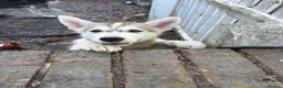 Utonagan dogs for sale: READY TO LEAVE. 3 stunning husky/malamute puppies - Advert 2
