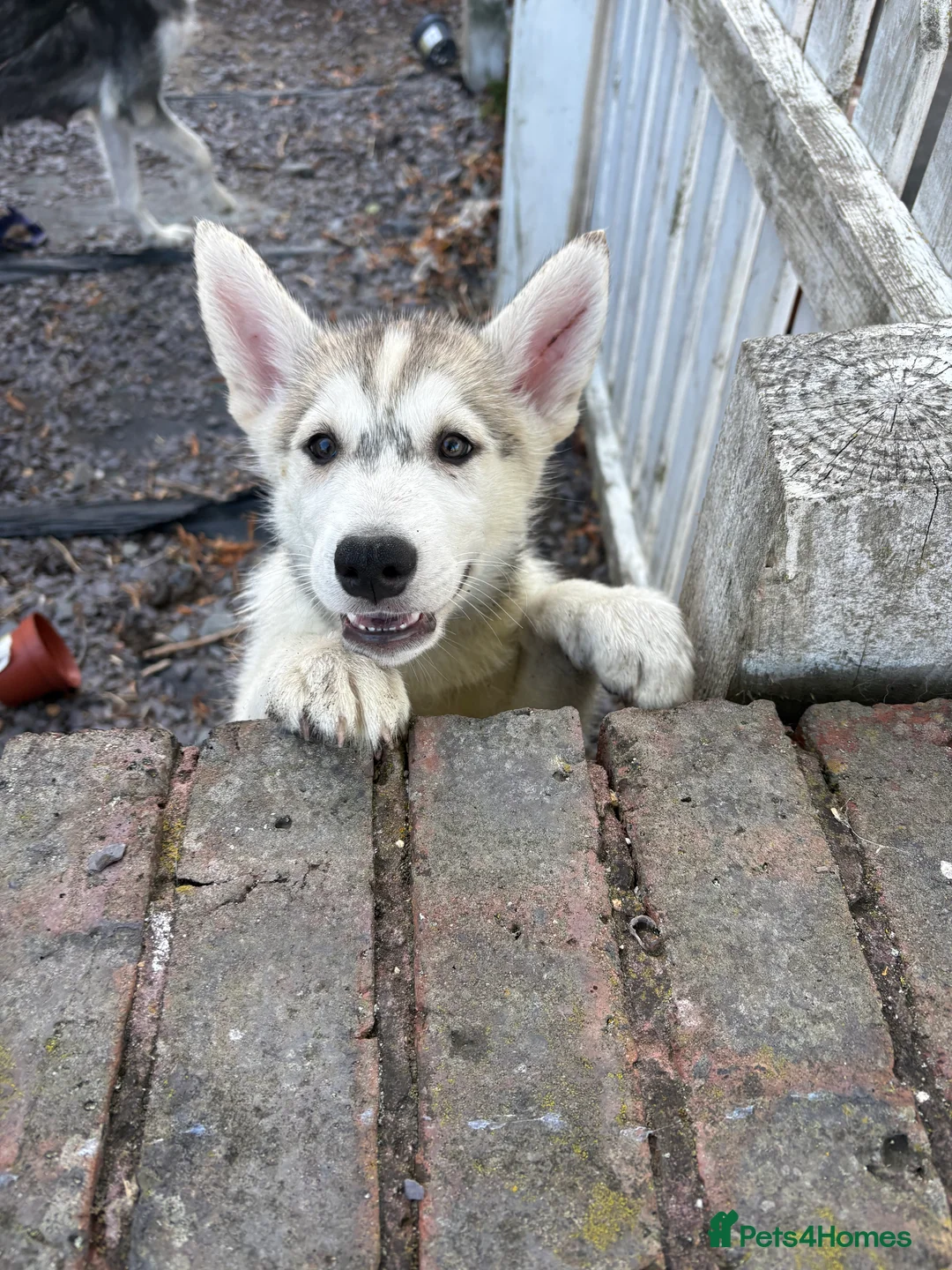 Utonagan dogs for sale: READY TO LEAVE. 3 stunning husky/malamute puppies - Advert 2