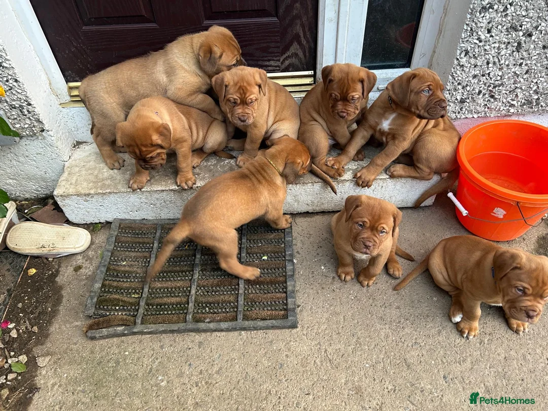 Mixed Breed dogs for sale: Dogue de Bordeaux and boerboel mix puppies  in Bangor - Advert 12