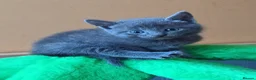Russian Blue cats for sale: Speldid Russian Blues _Kittens. - Advert 3