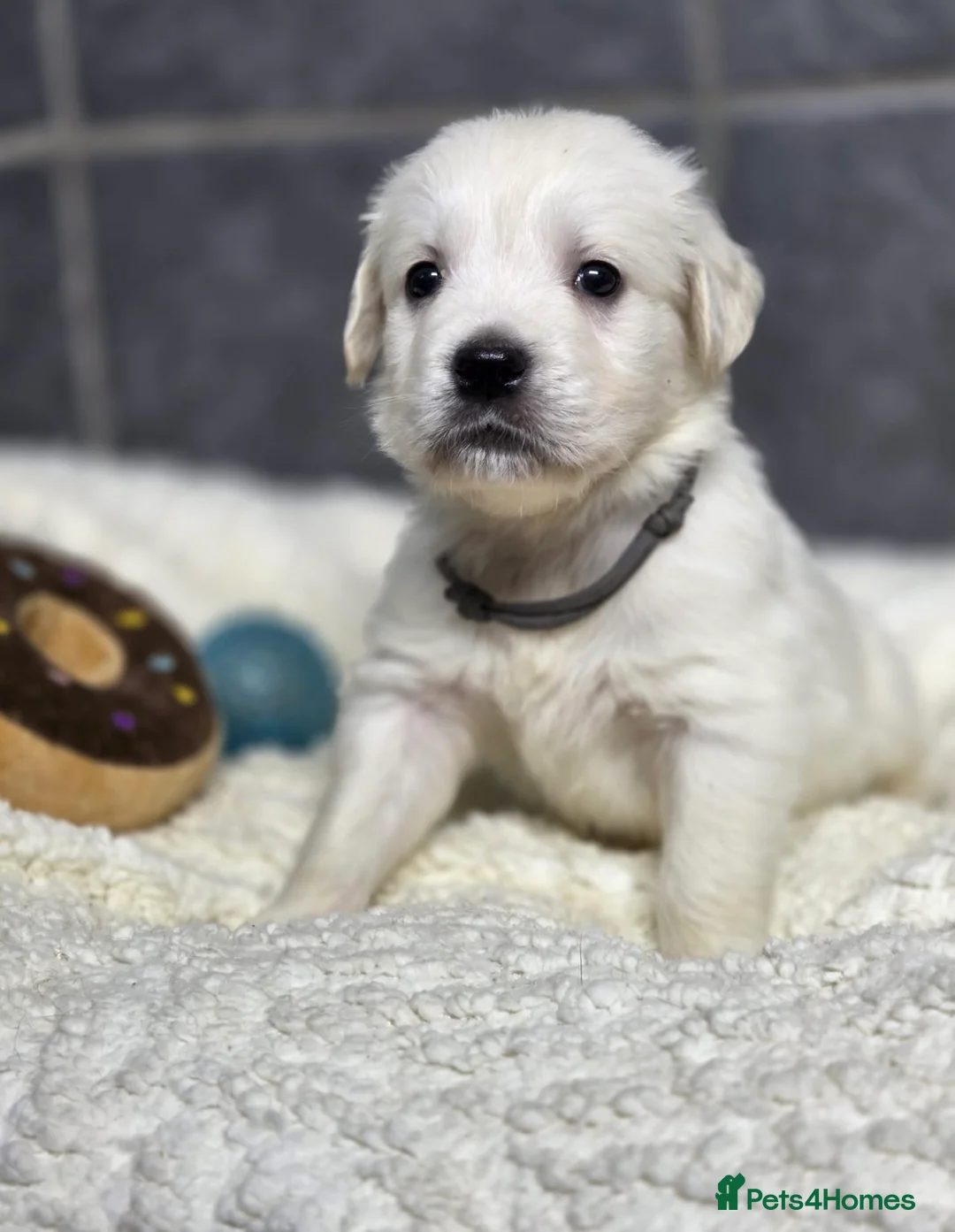 Golden Retriever dogs for sale: Beautiful kc golden retriever pups - Advert 10