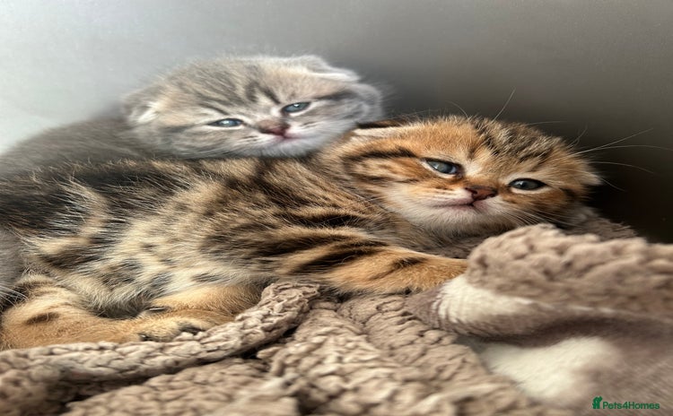 Scottish Fold cats - Advert 3