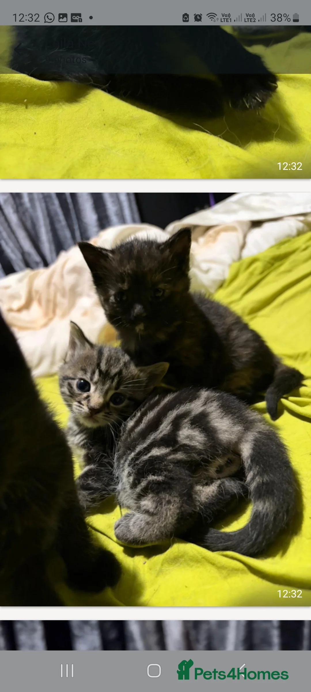 Mixed Breed cats for sale: Affectionate kittens for sale in Birkenhead - Advert 2