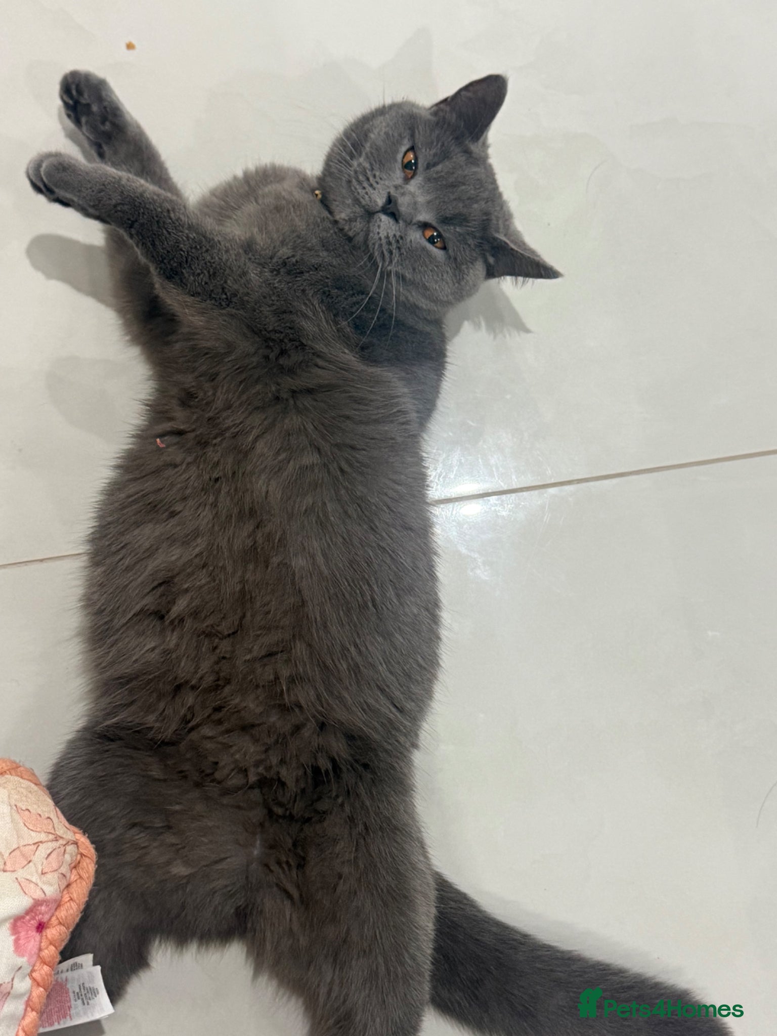 Mixed Breed cats Looking for a loving home for my kittens - Advert 1