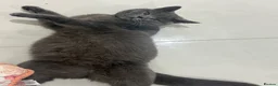 Mixed Breed cats for sale: Looking for a loving home for my kittens - Advert 1