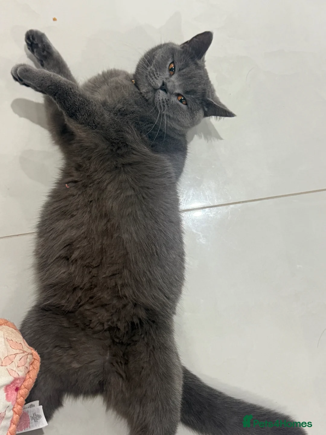 Mixed Breed cats for sale: Looking for a loving home for my kittens - Advert 1