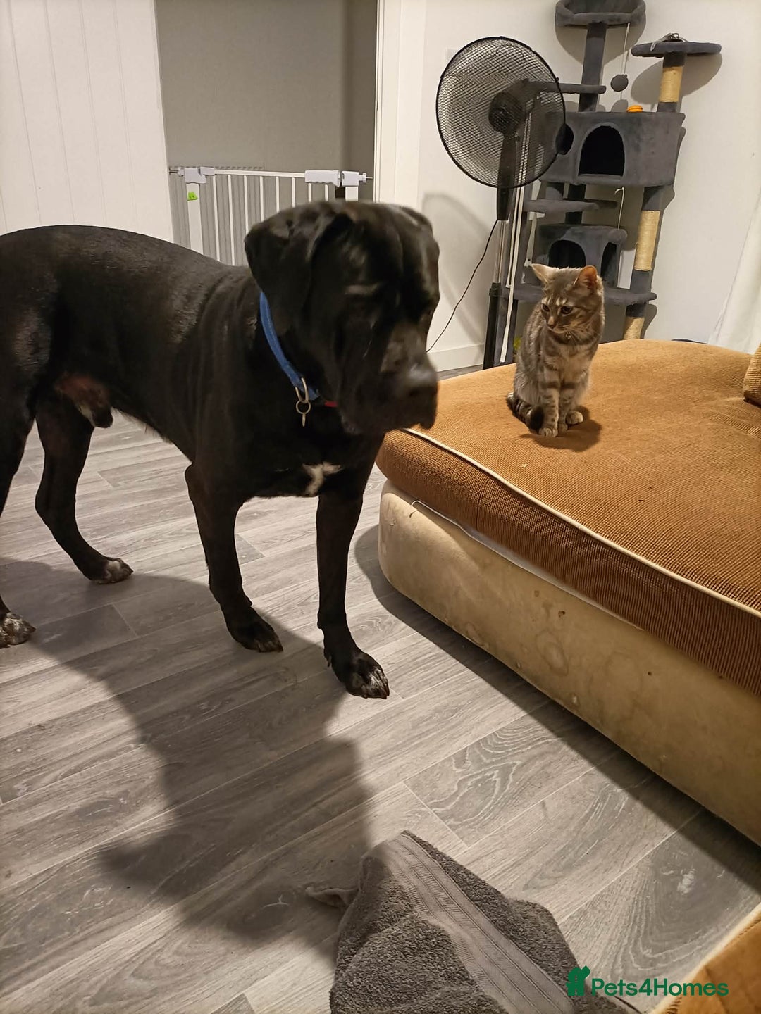 Cane Corso dogs for sale: Cane Corso Italian mastiff (please read) - Advert 7