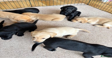 Labrador Retriever dogs - Advert 12