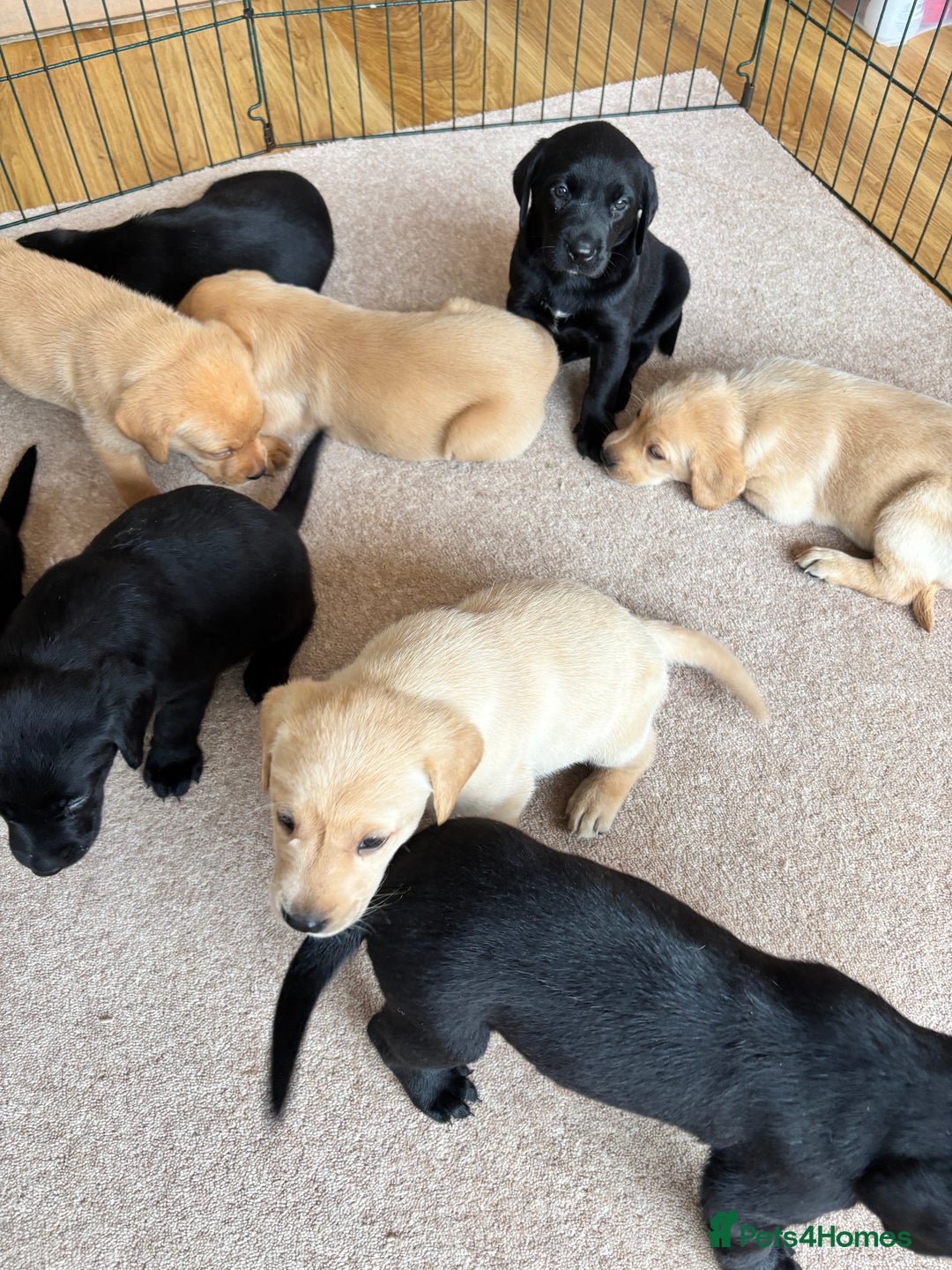Labrador Retriever dogs for sale: Beautiful KC Registered Lab Pups  - Image 2