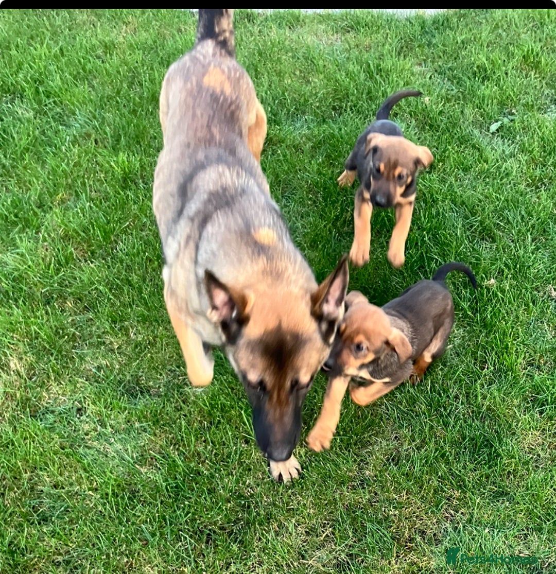 Mixed Breed dogs for sale: German shepherd x doberman 2 left - Advert 5