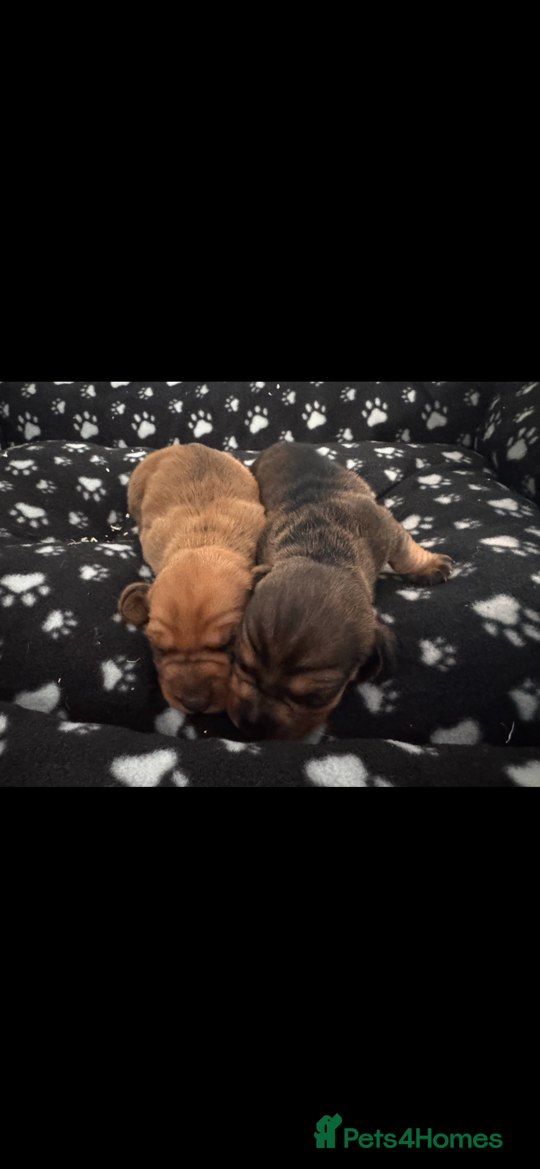 Dachshund dogs for sale: Dachshund/ long haired  - Image 3