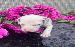 Dalmatian dogs for sale: Beautiful KC registered litter of dalmations  - Image 20