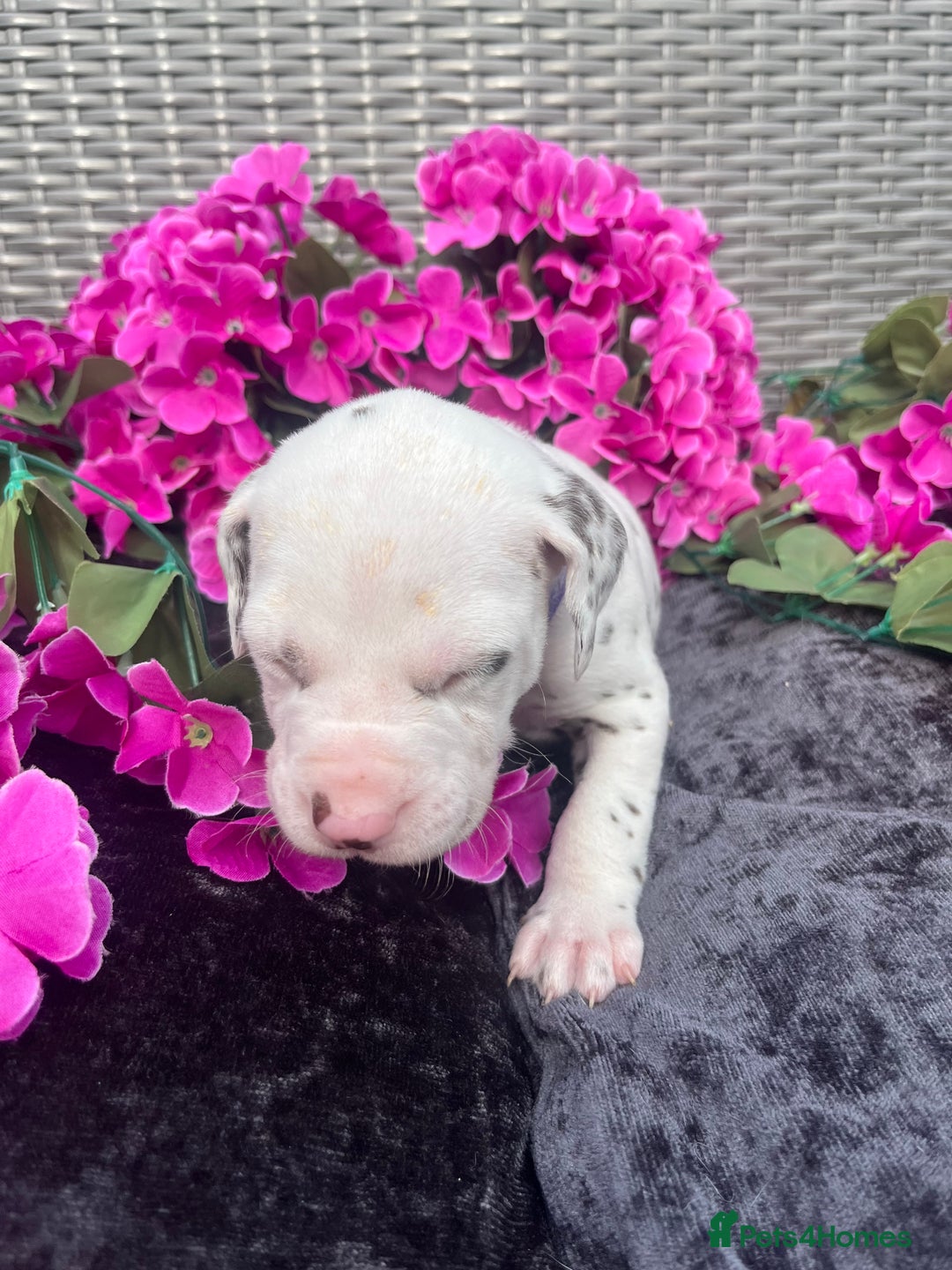 Dalmatian dogs for sale: Beautiful KC registered litter of dalmations  - Image 20