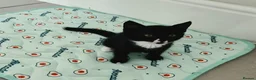 Mixed Breed cats for sale: Two adorable kittens ready for new home - Advert 8