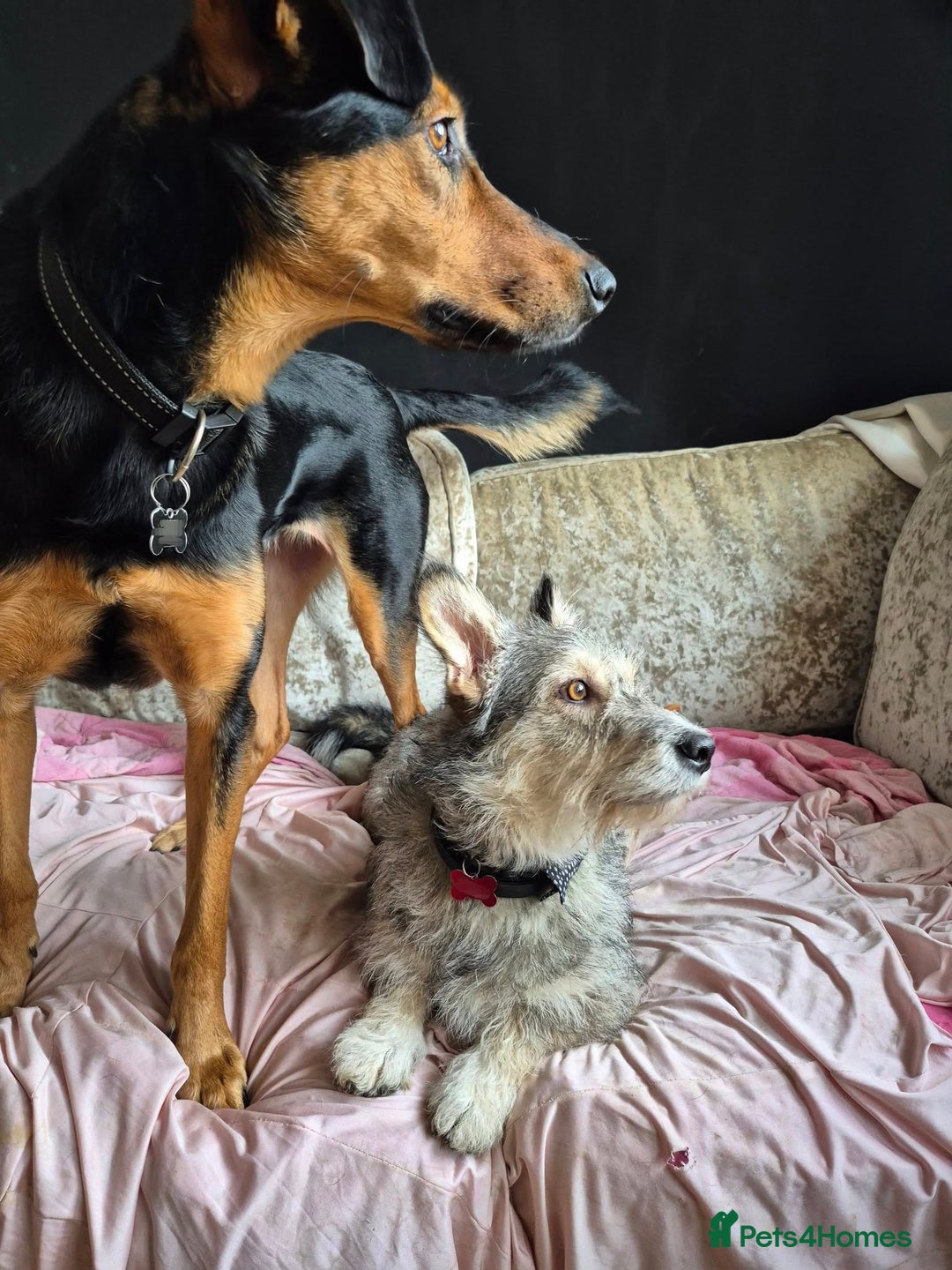 Mixed Breed dogs for adoption: 💙🐶SCRUFFY- A LITTLE LAD WITH A BIG HEART 💙🐶 - Advert 14