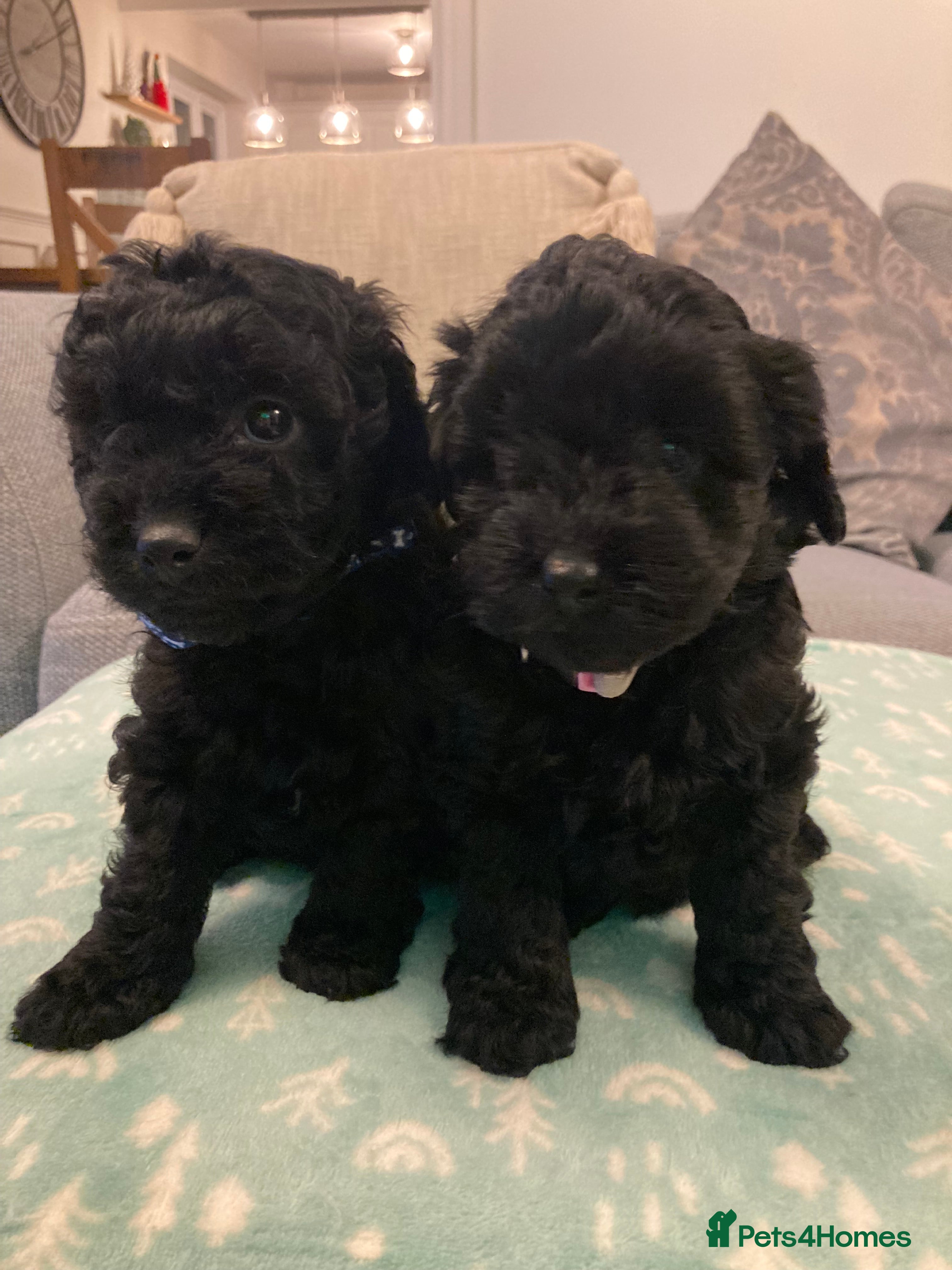 Cavapoo dogs F1b cavapoo puppies - Advert 5