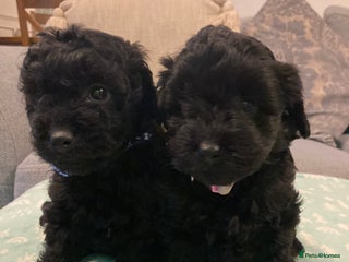 Cavapoo dogs F1b cavapoo puppies - Advert 1