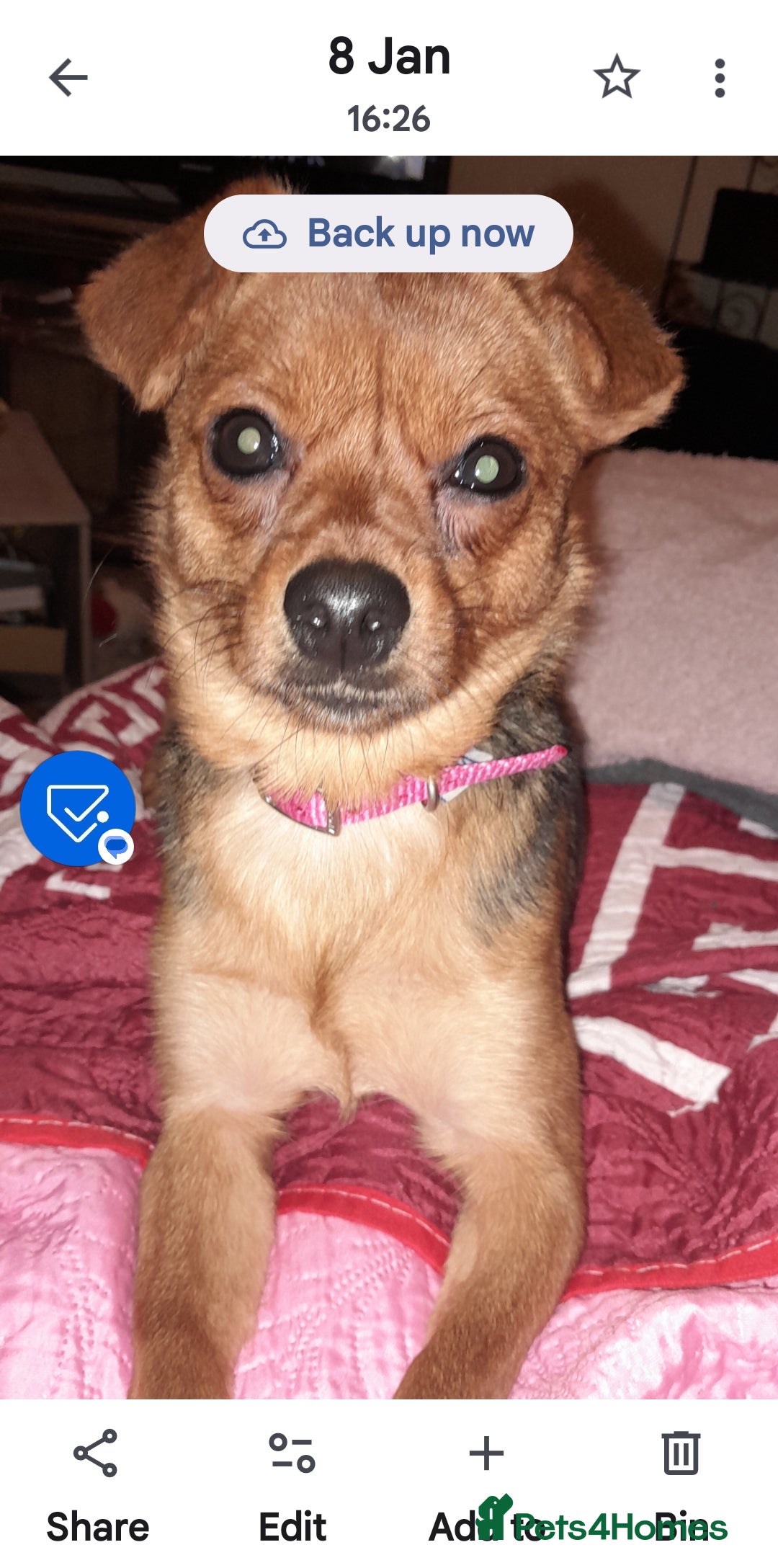 Mixed Breed dogs REHOMIG A BEAUTIFLY LITTLE FURBABY approx 6years  - Advert 1
