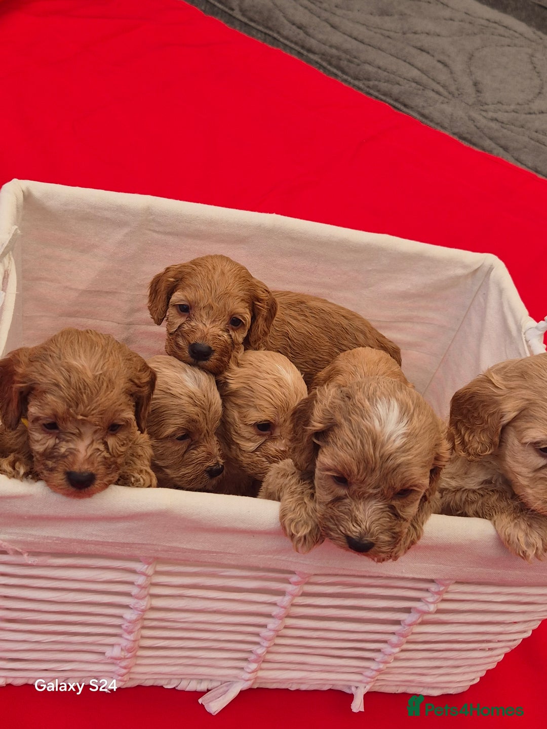 Cockapoo dogs for sale: cockerpoo puppies  - Image 11