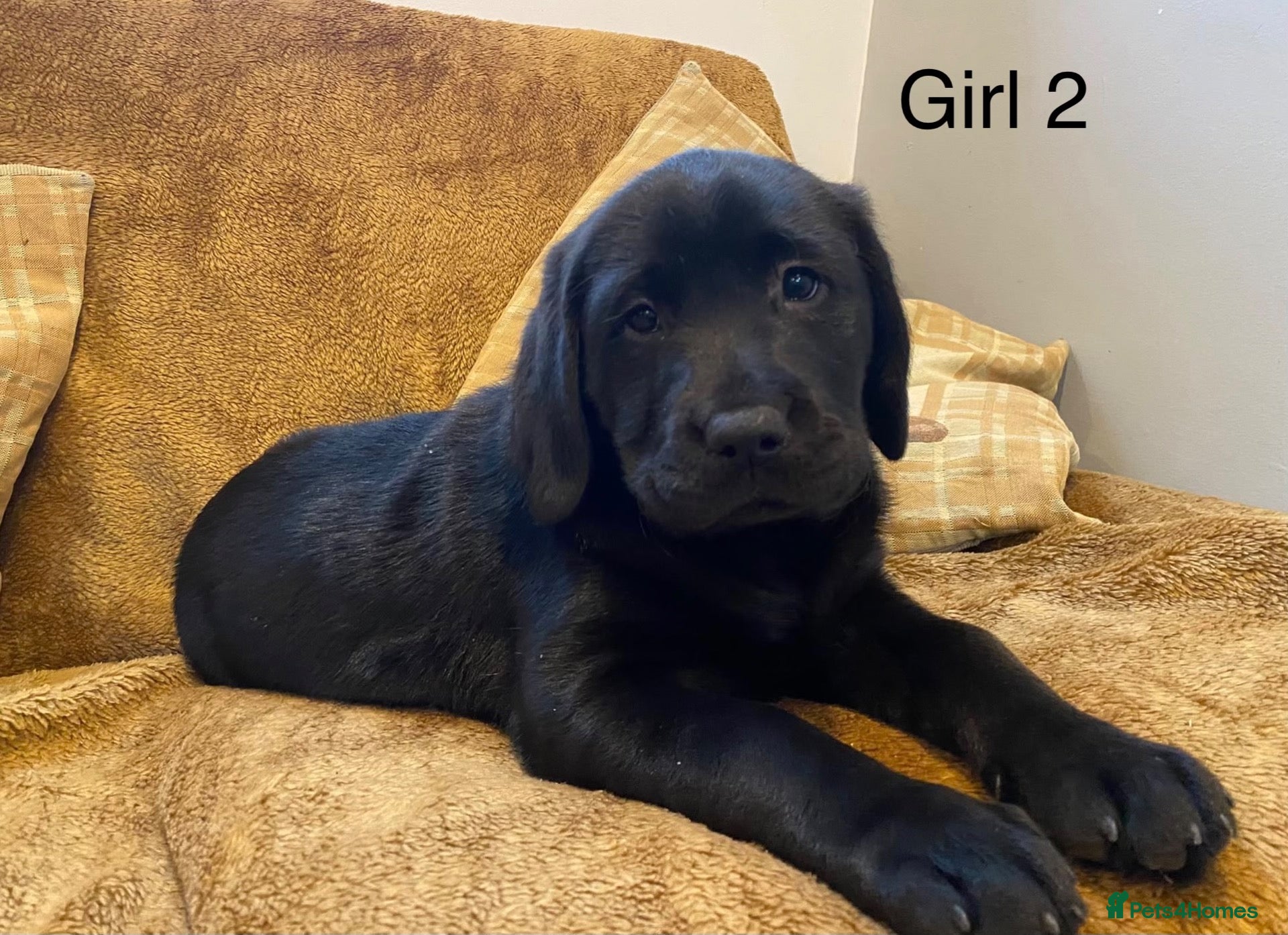 Labrador Retriever dogs Chunky Labrador puppies - Advert 2