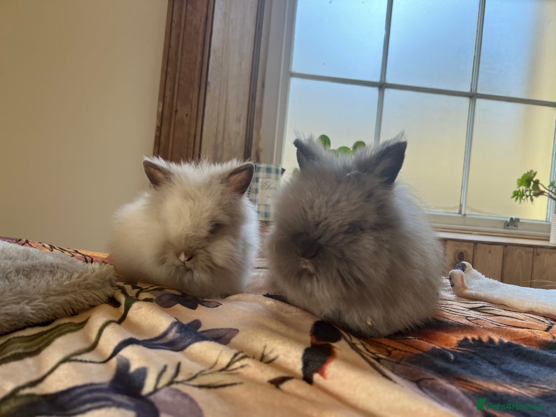 Mini Lop rabbits for sale: Mini lop and Lionheads for sale  - Image 2
