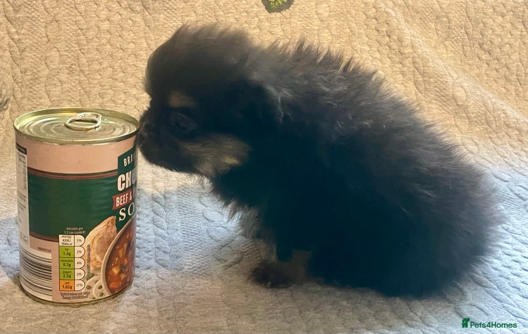 Pomeranian dogs for sale: Lovely boy pup available to good home only - Image 3